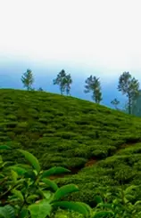 Couple In Kerala